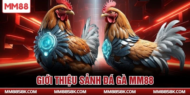 Giới thiệu sảnh đá gà MM88